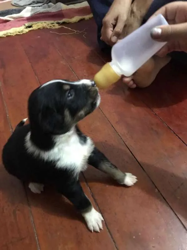 Cachorro ra a srd idade Abaixo de 2 meses nome Peludinho