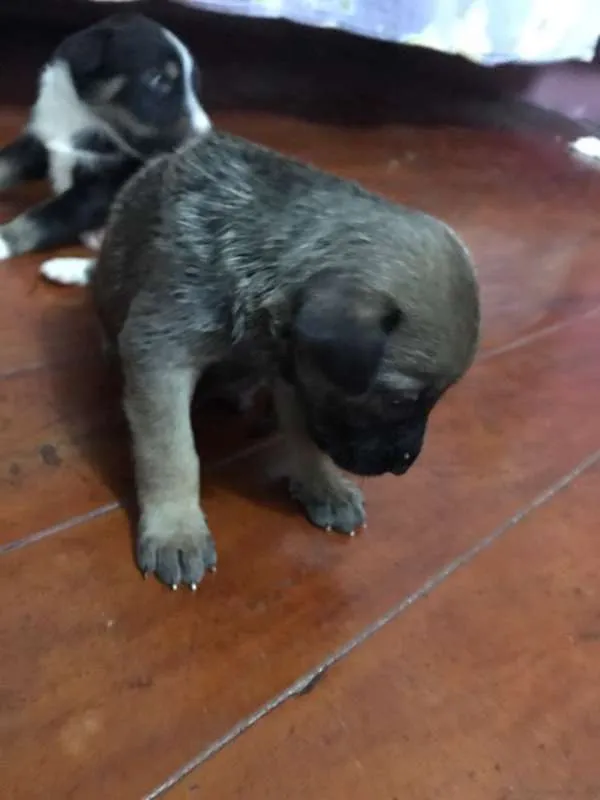 Cachorro ra a srd idade Abaixo de 2 meses nome Peludinho