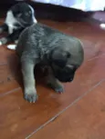 Peludinho