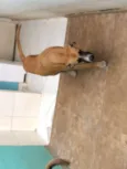Dalila 