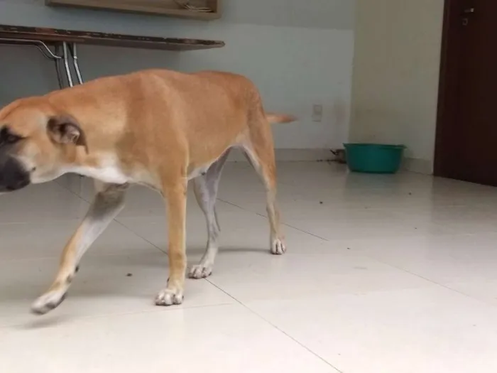 Cachorro ra a srd idade 3 anos nome Dalila 