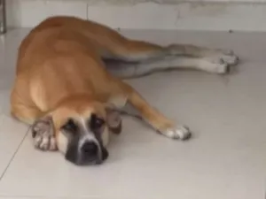 Cachorro raça srd idade 3 anos nome Dalila 