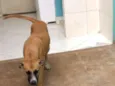 Dalila 