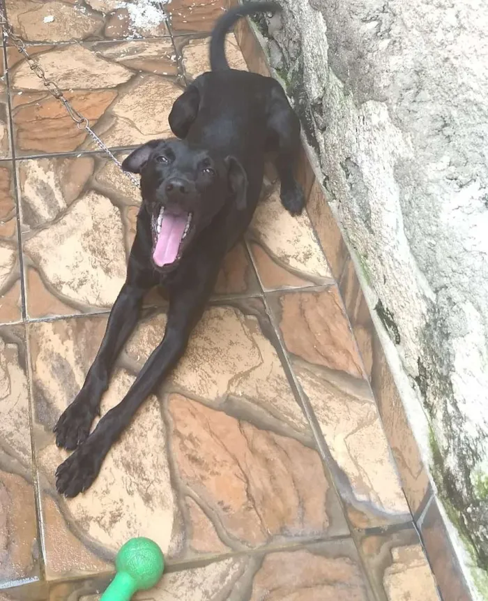 Cachorro ra a VilaLata misturar Pastor-Belga idade 1 ano nome Tyler