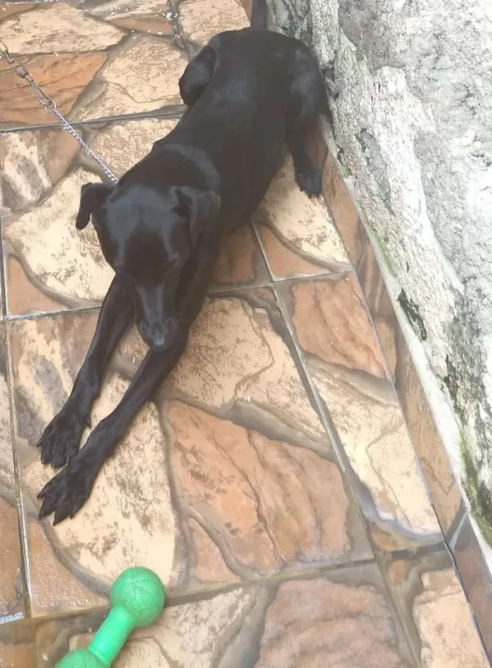 Cachorro ra a VilaLata misturar Pastor-Belga idade 1 ano nome Tyler