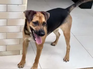 Cachorro raça srd idade 2 anos nome Zara Valentina