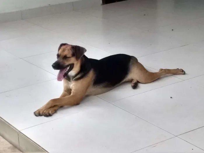 Cachorro ra a srd idade 2 anos nome Zara Valentina