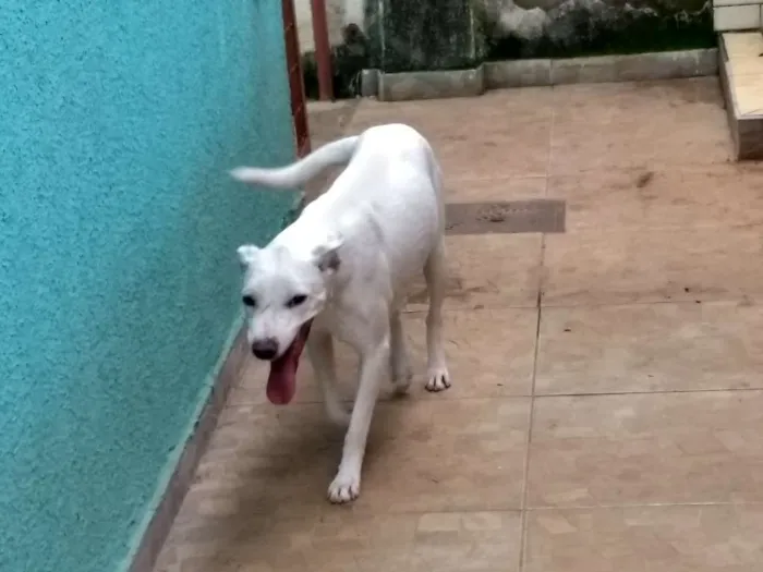 Cachorro ra a srd idade 2 anos nome Zara Valentina