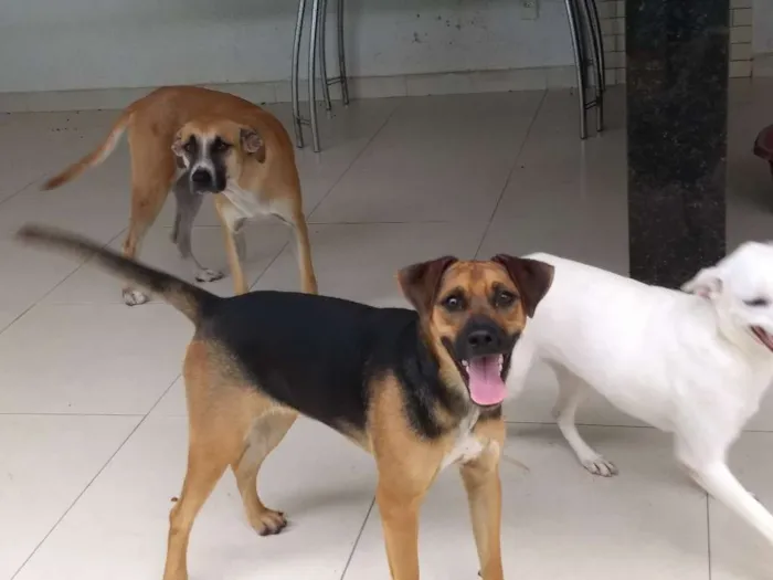 Cachorro ra a srd idade 2 anos nome Zara Valentina