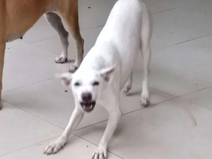 Cachorro ra a srd idade 2 anos nome Zara Valentina