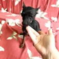 Pretinha