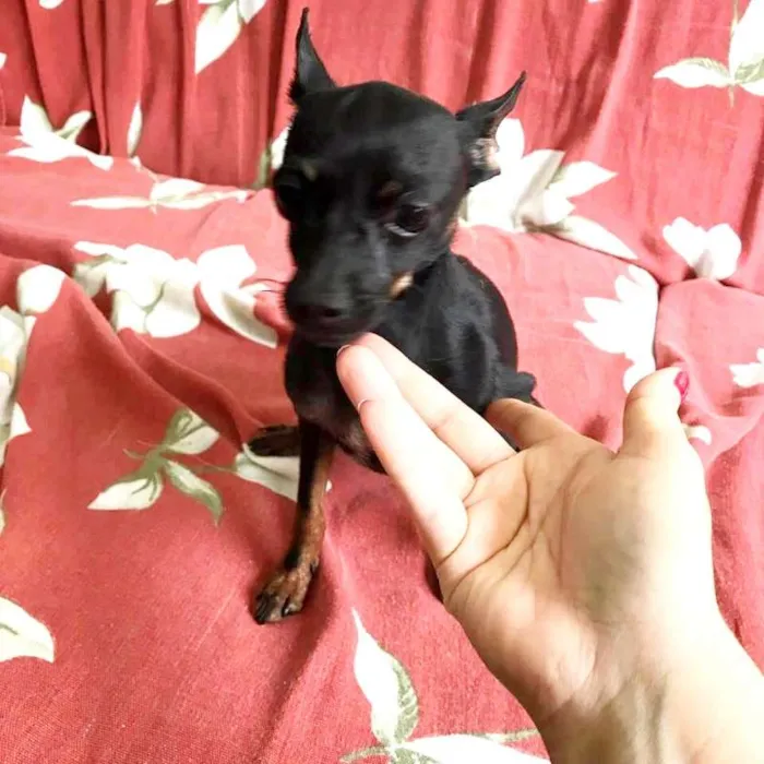 Cachorro raça Pinsher numero 1 idade 1 ano nome Pretinha