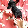 Pretinha