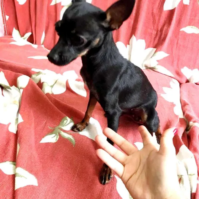 Cachorro raça Pinsher numero 1 idade 1 ano nome Pretinha