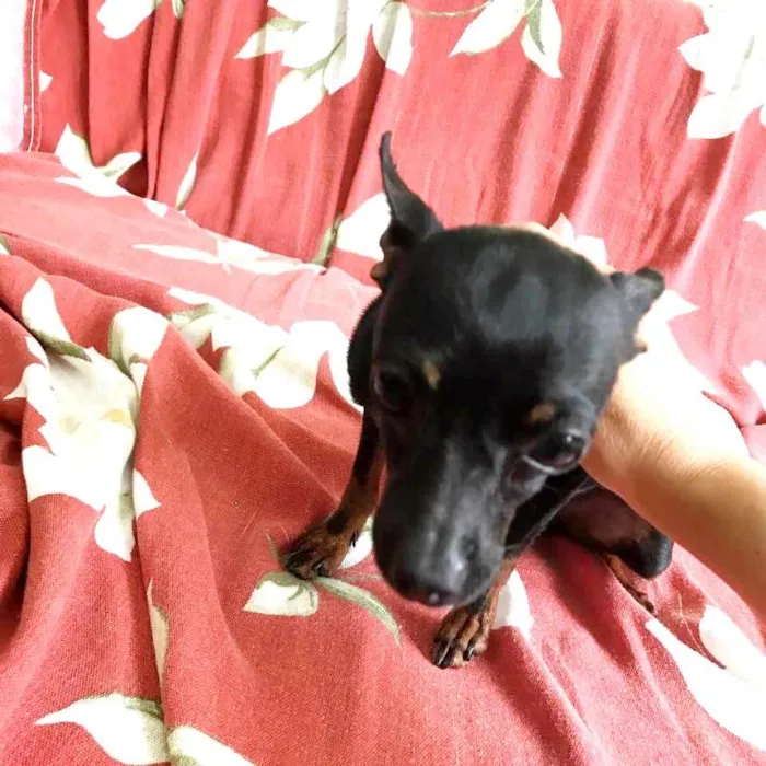 Cachorro raça Pinsher numero 1 idade 1 ano nome Pretinha