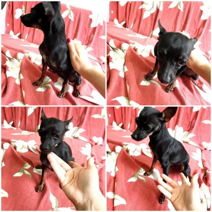 Cachorro raça Pinsher numero 1 idade 1 ano nome Pretinha