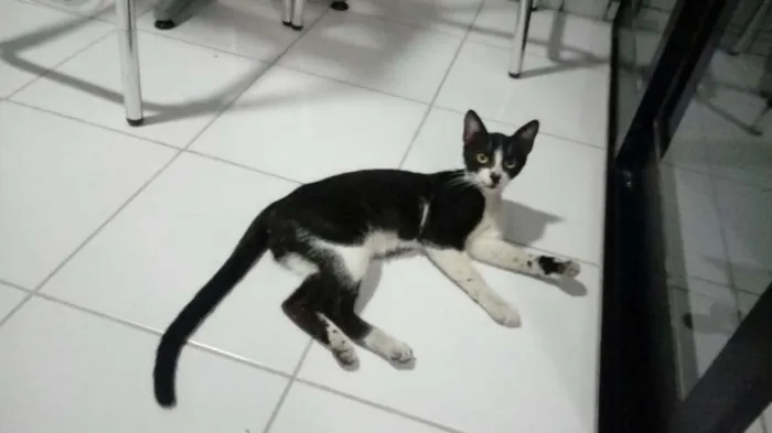 Gato ra a Vira-lata idade 7 a 11 meses nome Sem nome