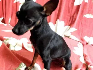 Cachorro raça Pinsher numero 1 idade 1 ano nome Pretinha