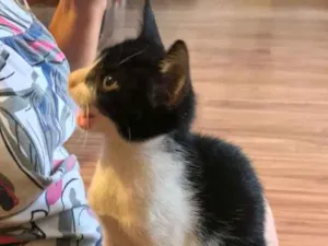 Gato raça Não sei idade Abaixo de 2 meses nome Não tem