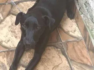 Cachorro raça VilaLata misturar Pastor-Belga idade 1 ano nome Tyler