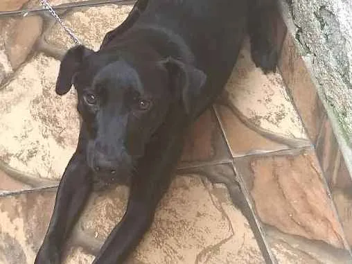 Cachorro ra a VilaLata misturar Pastor-Belga idade 1 ano nome Tyler