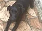 Cachorro raça VilaLata misturar Pastor-Belga idade 1 ano nome Tyler