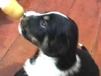 Cachorro ra a srd idade Abaixo de 2 meses nome Peludinho