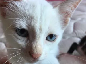 Gato raça Sem Raça Definida idade 2 a 6 meses nome Nyssa