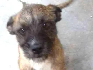 Cachorro raça Sem raça definida  idade 3 anos nome Luna