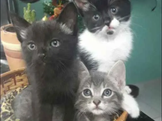 Gato ra a Viralata  idade 2 a 6 meses nome Gatos