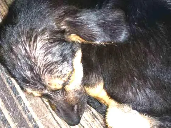 Cachorro ra a Paulistinha idade 2 a 6 meses nome Sasha