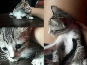 Gato raça Vira lata idade 2 a 6 meses nome Sem nome