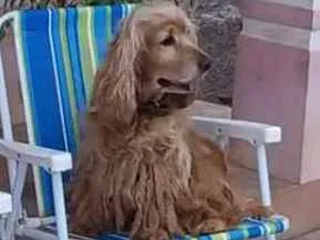 Cachorro raça coccer spainel idade 6 ou mais anos nome Scoob-Doo