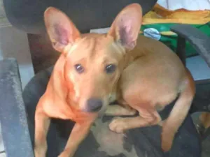 Cachorro raça srd idade 1 ano nome Orelha