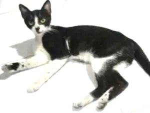 Gato raça Vira-lata idade 7 a 11 meses nome Sem nome