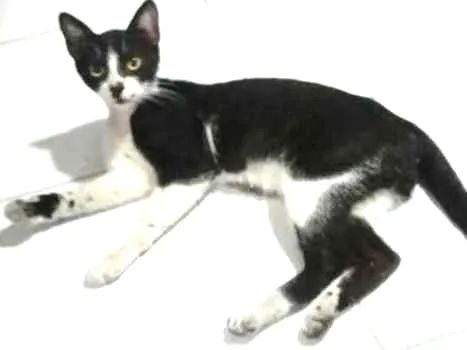 Gato ra a Vira-lata idade 7 a 11 meses nome Sem nome