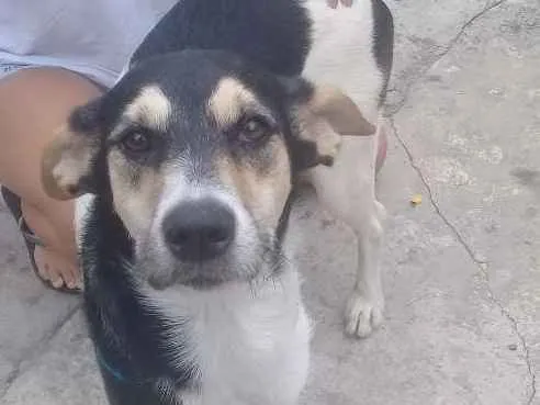 Cachorro ra a Vira lata idade 7 a 11 meses nome Alicia