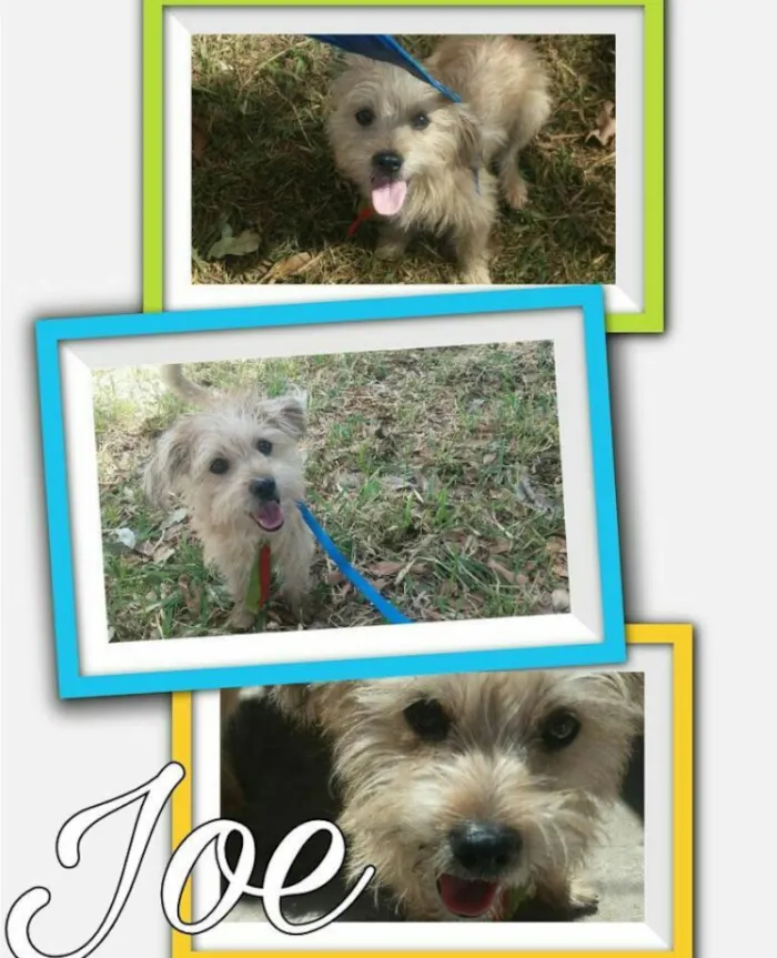 Cachorro ra a Shih-poo (shitzu/poodle) idade 1 ano nome Joe