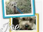 Cachorro raça Shih-poo (shitzu/poodle) idade 1 ano nome Joe
