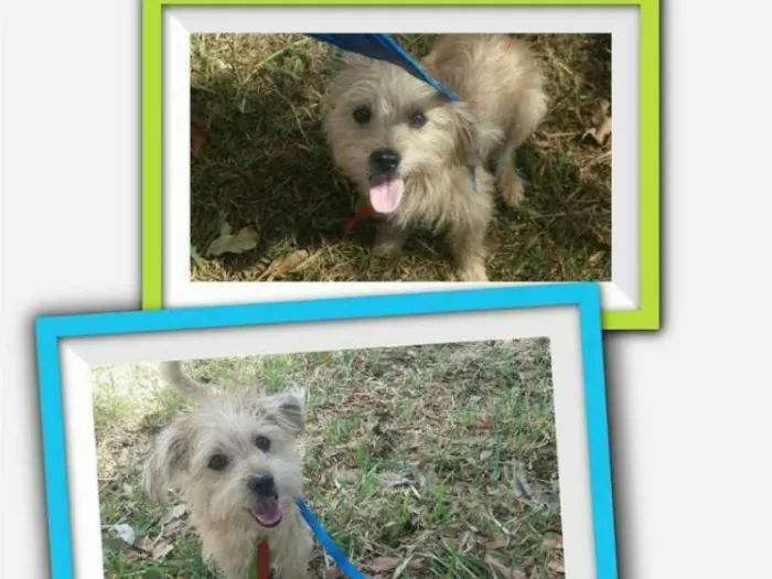Cachorro ra a Shih-poo (shitzu/poodle) idade 1 ano nome Joe