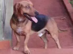 Cachorro raça Bassett idade 2 anos nome Romeu