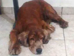 Cachorro raça Cocker inglês idade 6 ou mais anos nome Não tem