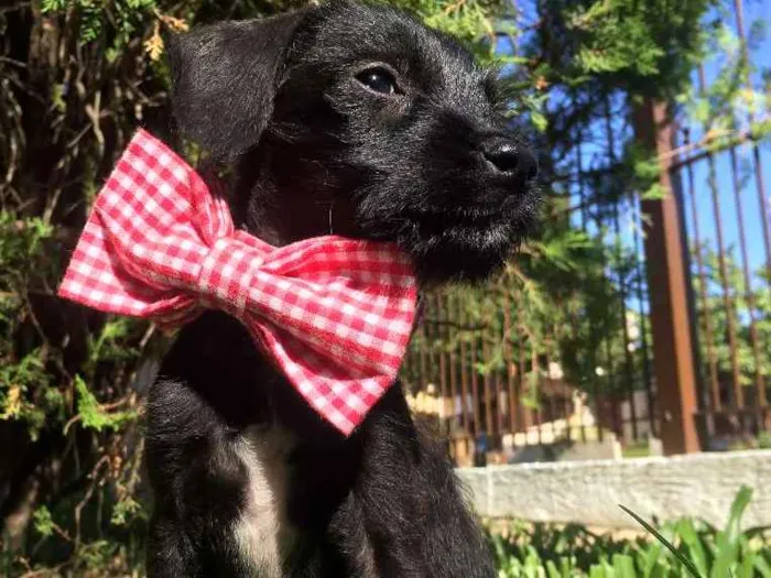 Cachorro ra a  idade  nome Chico