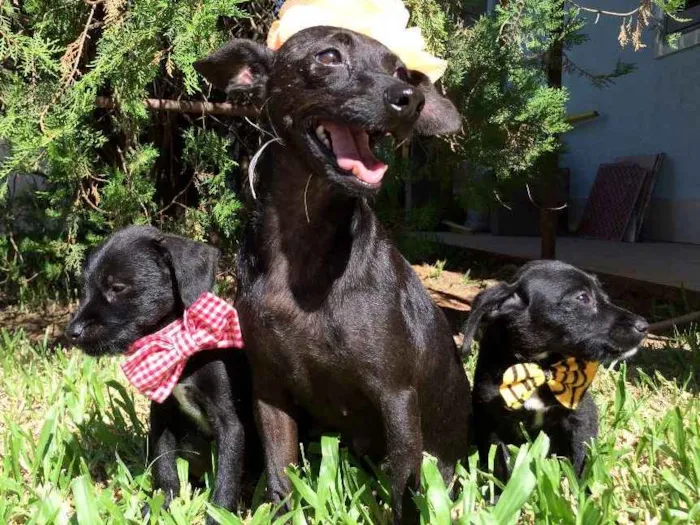 Cachorro ra a  idade  nome Preta