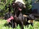 Cachorro raça  idade  nome Preta