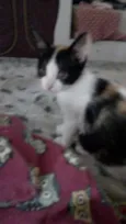 Bela