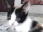 Gato raça Indefinida idade 2 a 6 meses nome Bela