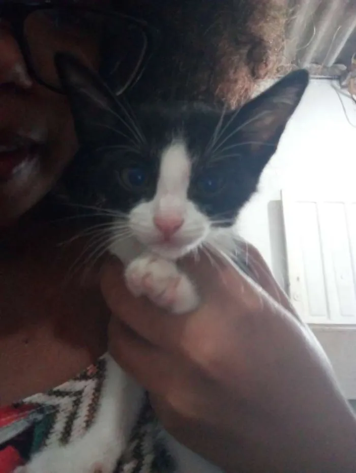 Gato ra a Indefinida idade 2 a 6 meses nome Alice