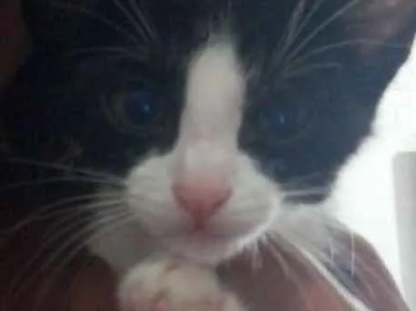 Gato ra a Indefinida idade 2 a 6 meses nome Alice