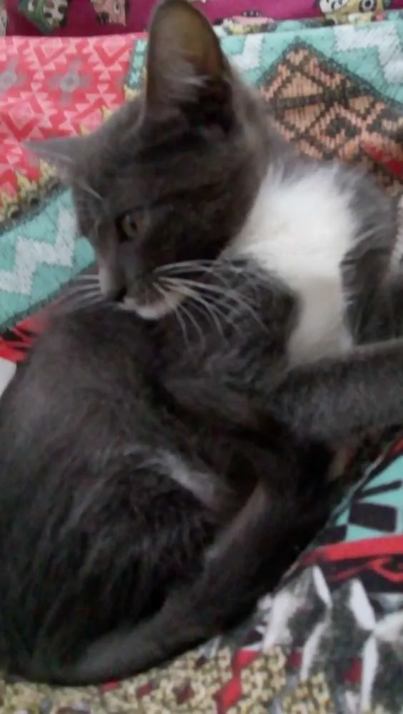 Gato ra a Indefinida idade 2 a 6 meses nome Miss